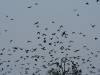 crows-in-cismigiu-park-bucharest.jpg