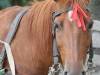 portret-cal-horse-portait-mic.jpg